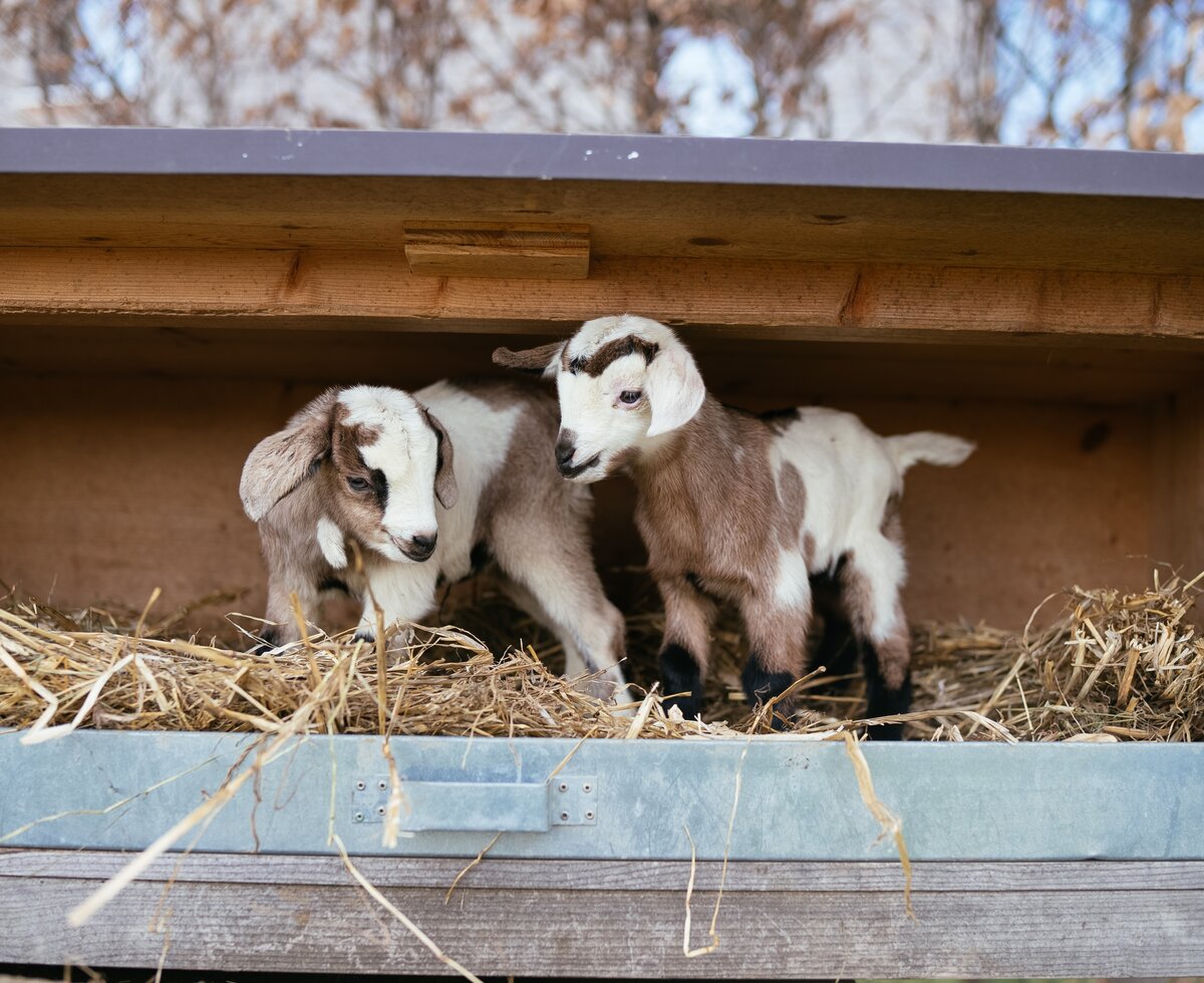 Babyziegen auf Entdeckungstour | © Urlaub am Bauernhof / Daniel Gollner