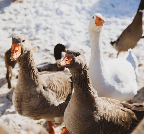 Gänse im Schnee | © Urlaub am Bauernhof Österreich / Pascal Baronit
