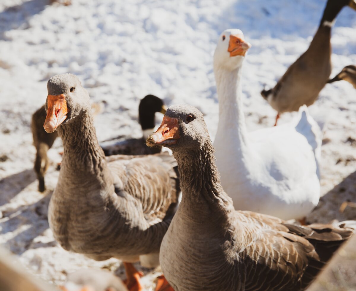 Gänse im Schnee | © Urlaub am Bauernhof Österreich / Pascal Baronit Gänse im Schnee | © Urlaub am Bauernhof Österreich / Pascal Baronit