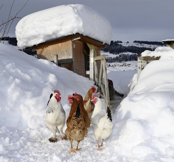 Winter am Bauernhof | © Urlaub am Bauernhof / Andreas Künk Winter am Bauernhof | © Urlaub am Bauernhof / Andreas Künk