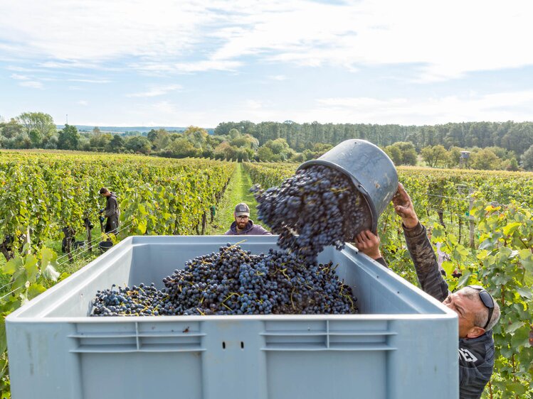 Ernte der Weintrauben in einem Weinberg. Arbeiter leeren eine große Kiste mit geernteten blauen Trauben in einen Behälter. Im Hintergrund sind weitere Reben und Wälder zu sehen. | © Urlaub am Winzerhof / ELISABETH FRÖHLICH photography
