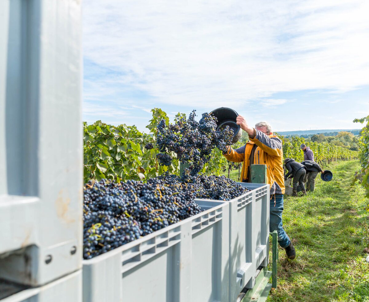 Weinarbeiter ernten Trauben in einer malerischen Weinberglandschaft. Mehrere Personen tragen Weinkisten mit reifen, dunkelvioletten Trauben. Grüne Blätter und eine bewölkte Himmel bilden den natürlichen Hintergrund.