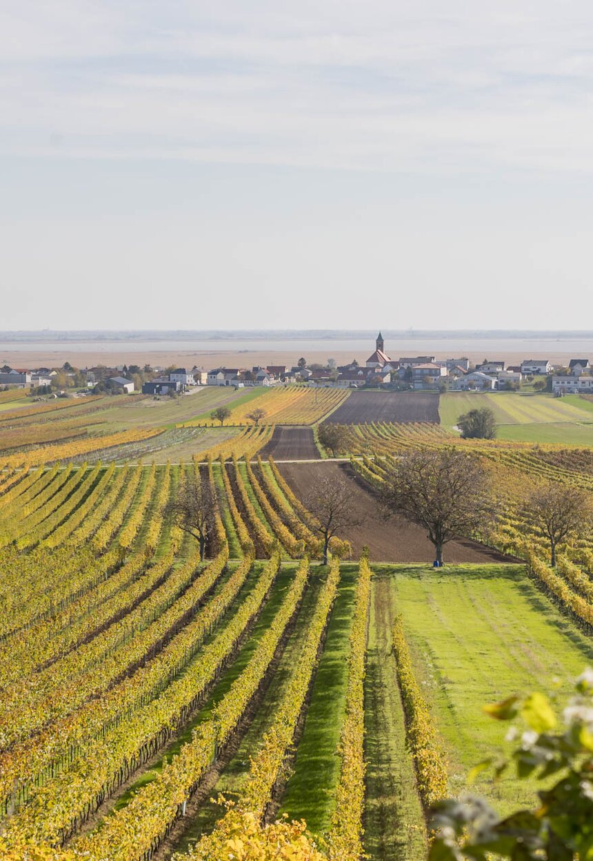 Weite Weinberghänge mit grünen Feldern erstrecken sich in einer idyllischen Ländlichen Landschaft. Im Hintergrund sind Häuser und eine Kirche zu erkennen, umrahmt von einem hellen Himmel.