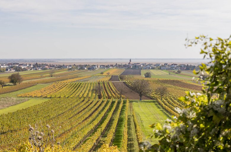 Weite Weinberghänge mit grünen Feldern erstrecken sich in einer idyllischen Ländlichen Landschaft. Im Hintergrund sind Häuser und eine Kirche zu erkennen, umrahmt von einem hellen Himmel.