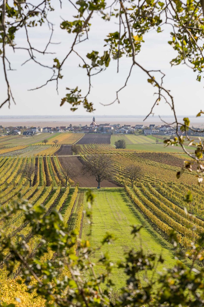Grüne Weinberge, durch die sich eine Landstraße windet, leiten den Blick zum malerischen Dorf mit Kirchturm in der Ferne. Umrahmt von blühenden Bäumen und einem hellen Himmel entsteht eine idyllische, ländliche Szenerie.