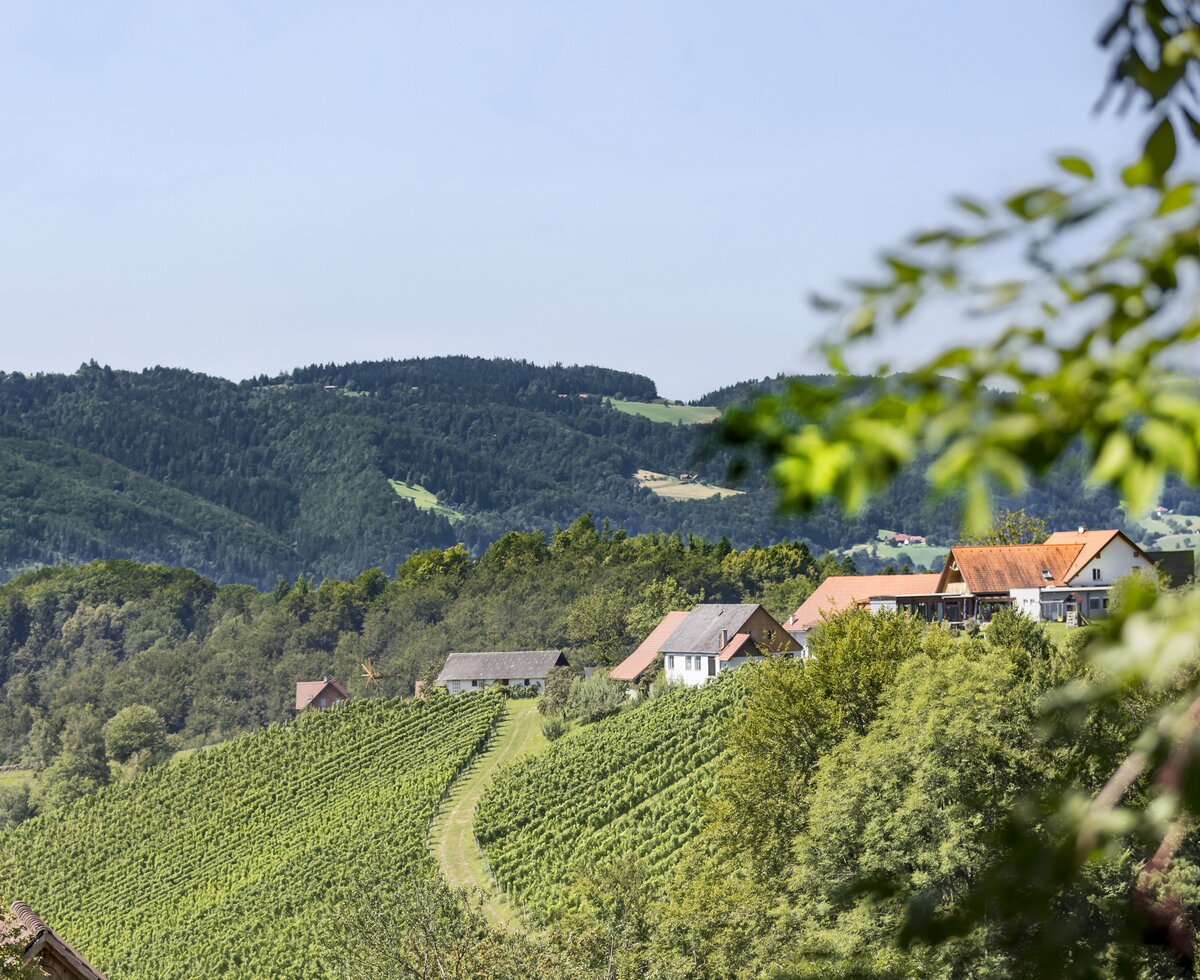 Eine malerische Hügellandschaft mit üppiger Vegetation und verstreuten, traditionellen Häusern. Im Vordergrund erstrecken sich üppige Weinberge, die sich an den sanft abfallenden Hängen hochziehen. Im Hintergrund erheben sich bewaldete Berge unter einem strahlend blauen Himmel.