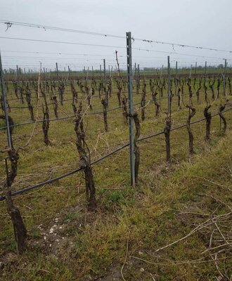 Weingarten im Vorfrühling