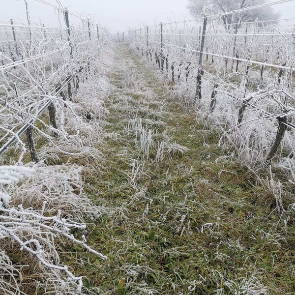 Winterzauber in unseren Weingärten rund um Gols.