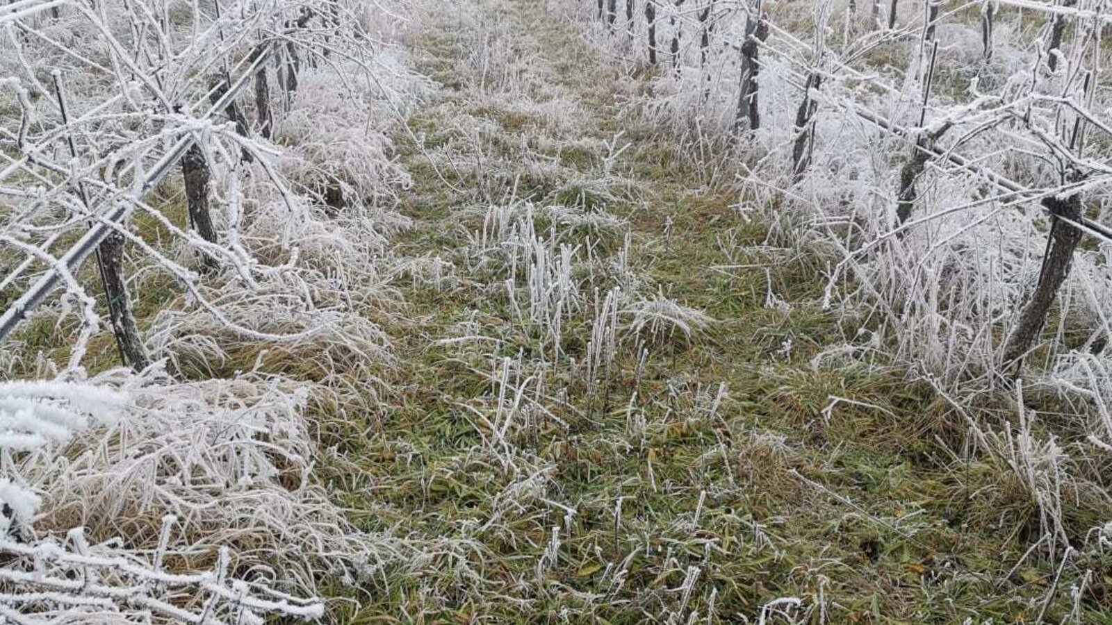 Winterzauber in unseren Weingärten rund um Gols.
