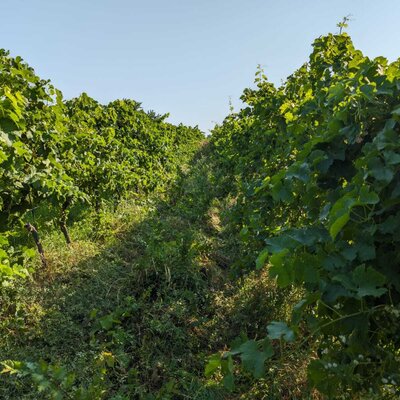 Chardonnay Heideboden