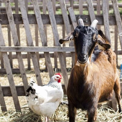 Die charmanten Hoftiere des Bed and Breakfasts mit einer neugierigen Ziege und einem Huhn im Außengehege.