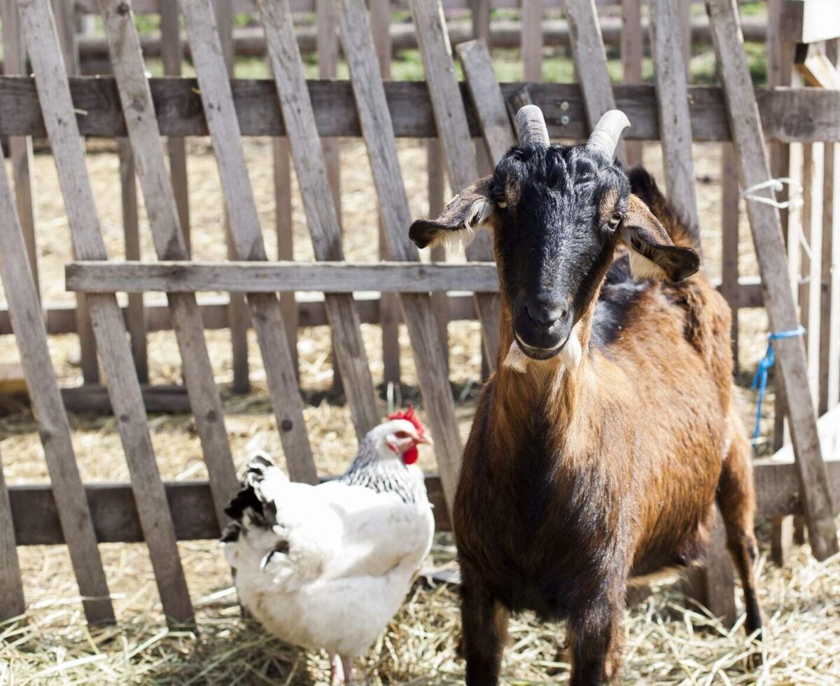 Die charmanten Hoftiere des Bed and Breakfasts mit einer neugierigen Ziege und einem Huhn im Außengehege.