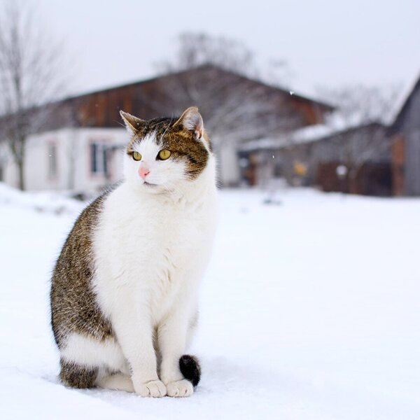 Schneetiger