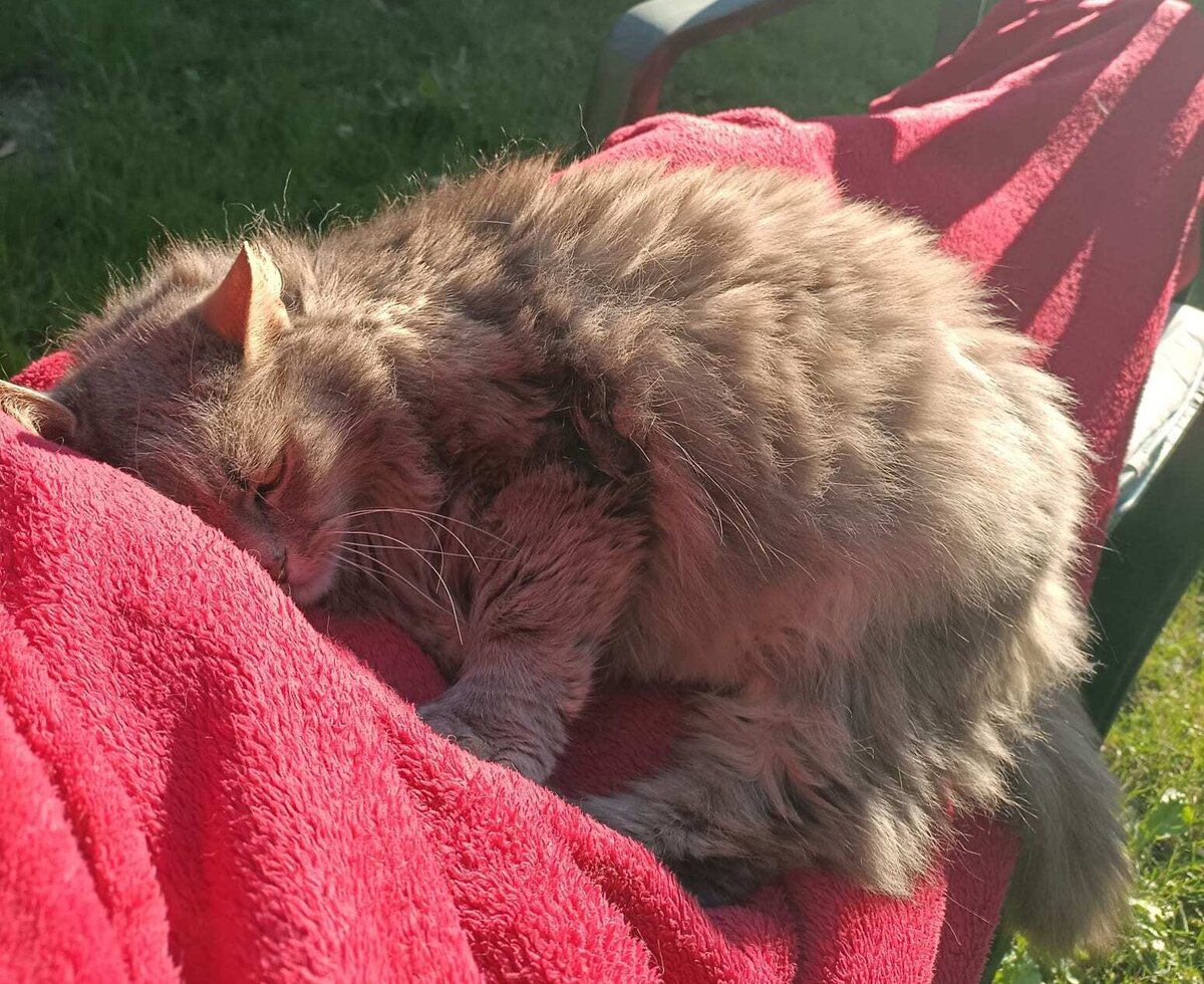 Eine flauschige Katze schlummert entspannt auf einer roten Decke im sonnigen Garten des Bauernhofs.