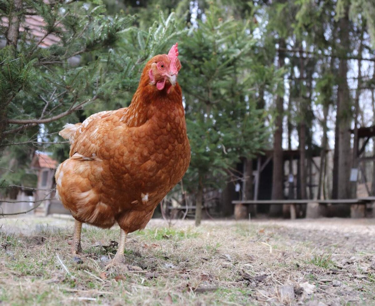 Ein braunes Huhn auf dem Bauernhof, das die ländliche Umgebung des Bauernhofs zeigt.