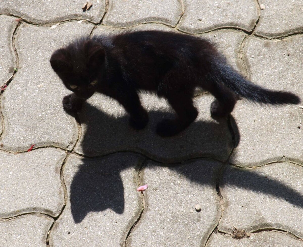 Ein Schatten schleicht durch den Tag