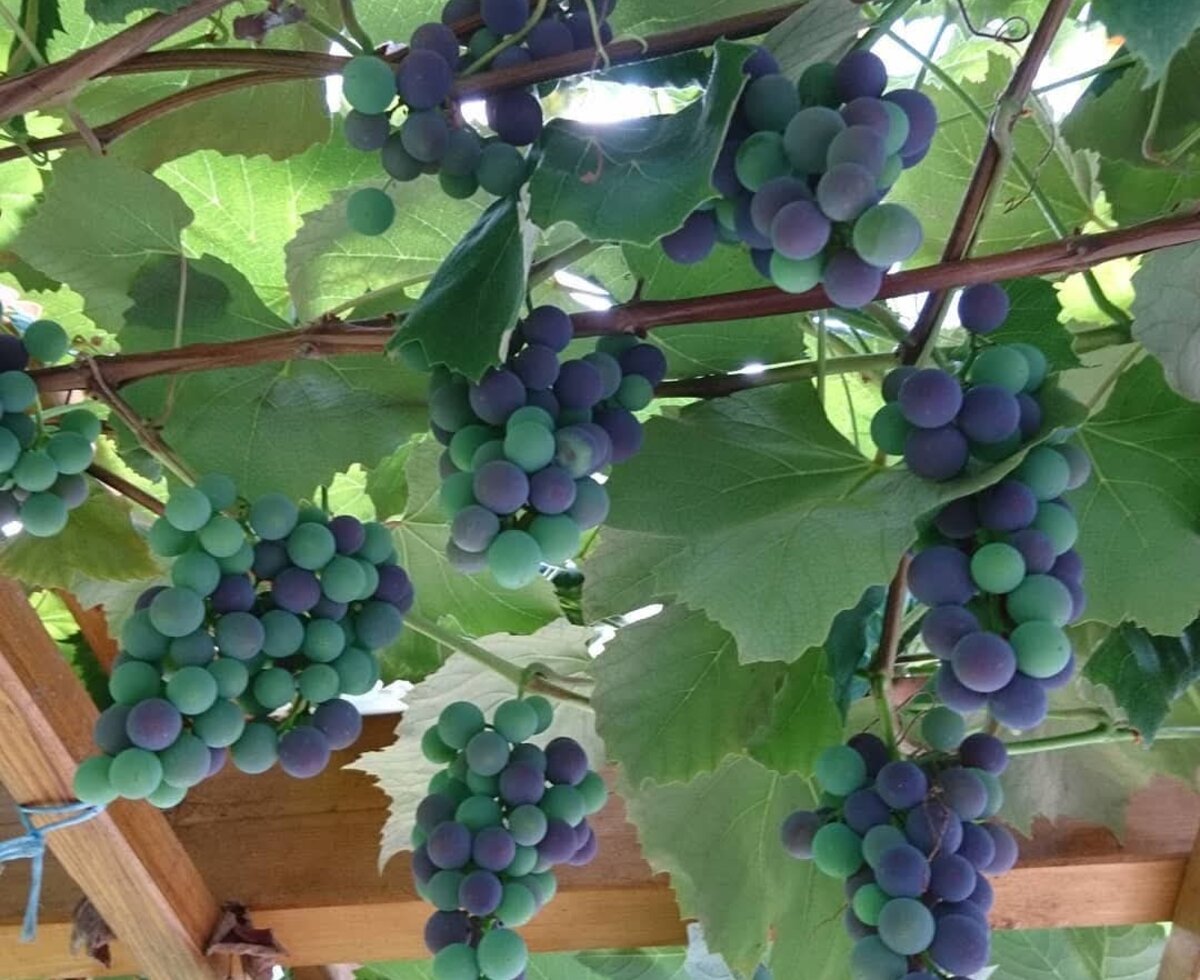 Reifende Trauben am Weinstock auf dem Bauernhof.