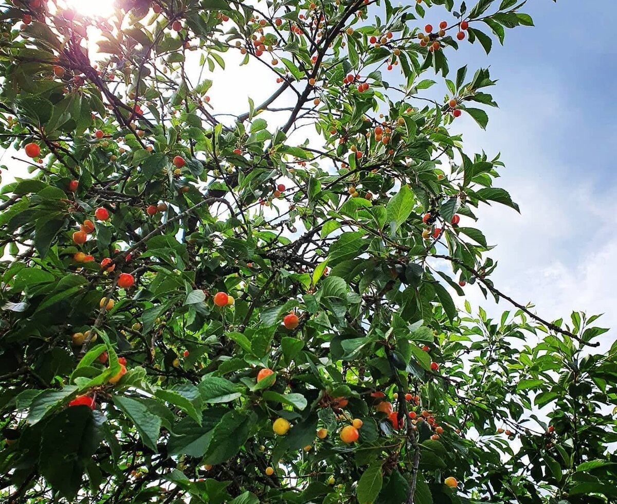 Kirschbaum mit reifenden Früchten auf dem Bauernhof.
