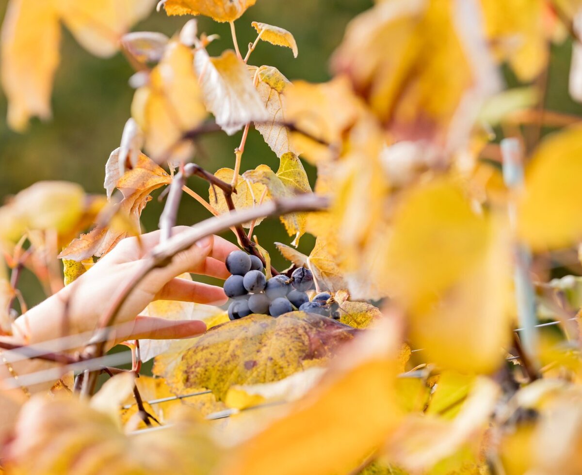 Eine Hand greift nach Trauben in den Weingärten des Hauses, wo Gäste das Winzerleben entdecken können.