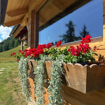 Farbenfroher Blumenschmuck mit roten Geranien an der urigen Holzfassade der Alm.
