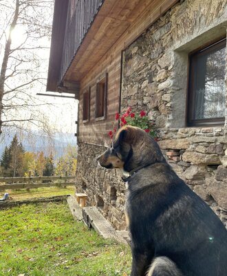 Hofhund Jacky 