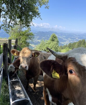 Kühe mit Sicht in das Tal 