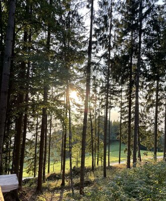 Eigener Wald vor dem Almhaus