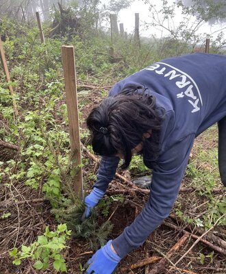 Neupflanzung von Jungen Bäumen im Wald
