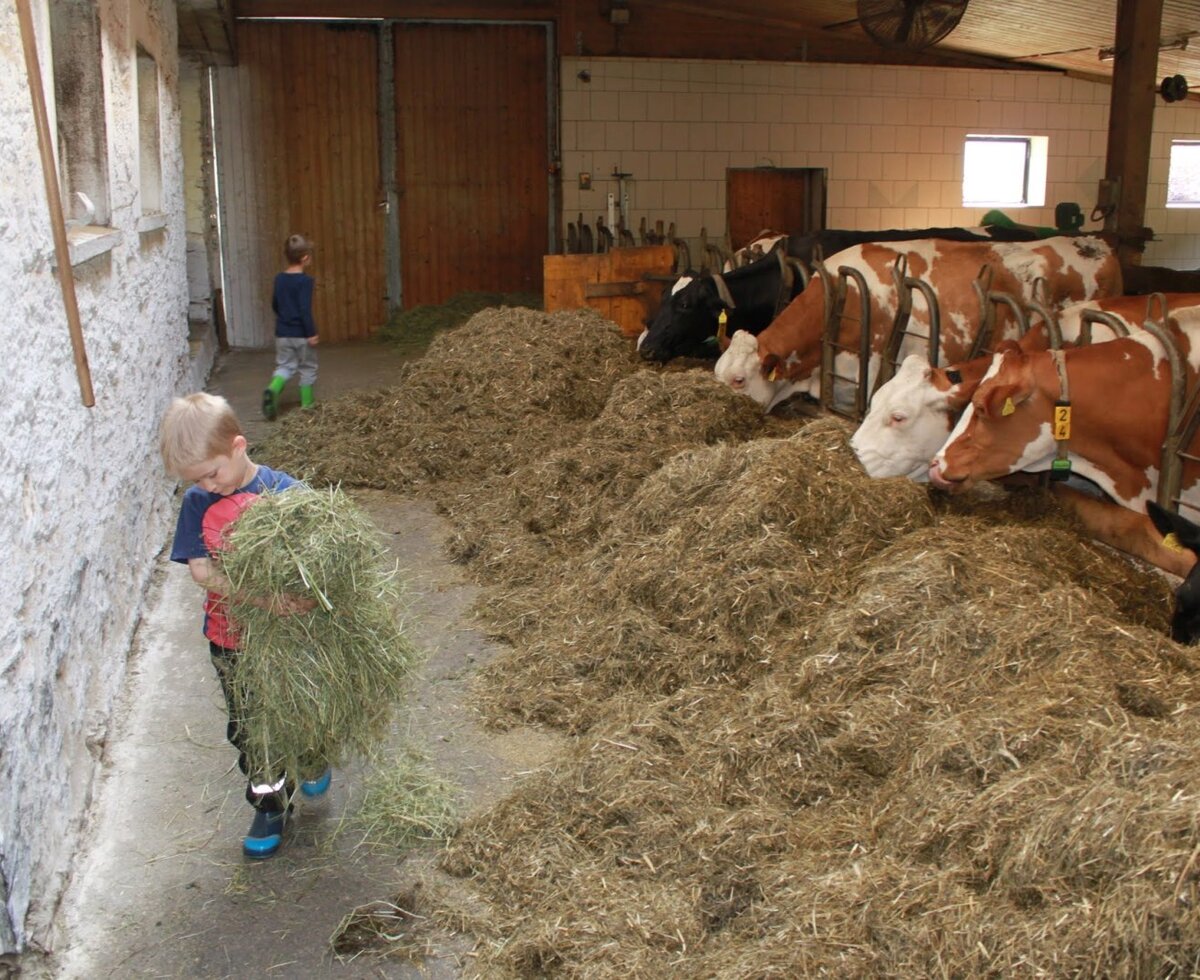 mithelfen beim Tiere füttern