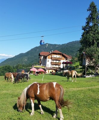 Unsere Ponys und Haflinger