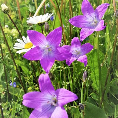 Wilde Glockenblumen und Gänseblümchen auf der Wiese des Bauernhofs.