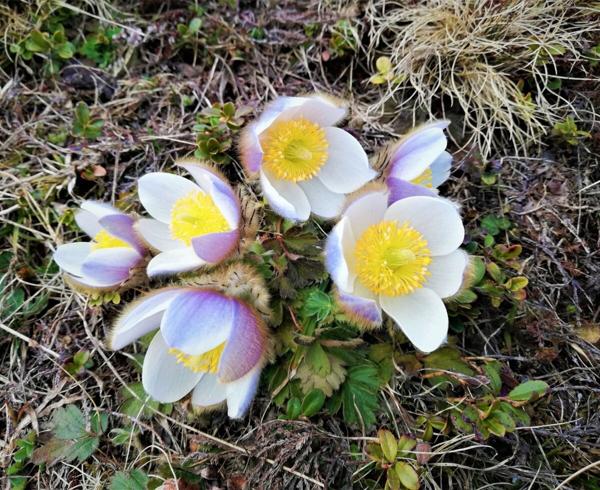 Alpenkuhschelle