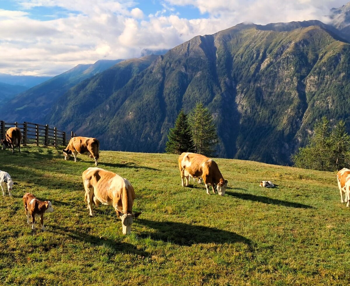 Kühe und Kälber grasen auf der  eigenen Alm