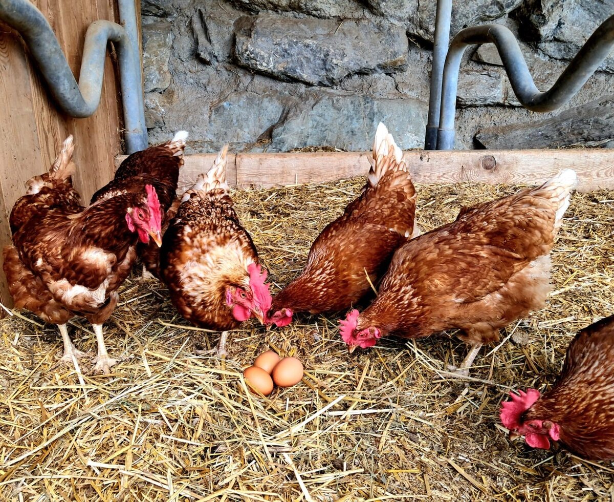 Hühner auf dem Bauernhof, die frische Bio-Eier für die Gäste legen.