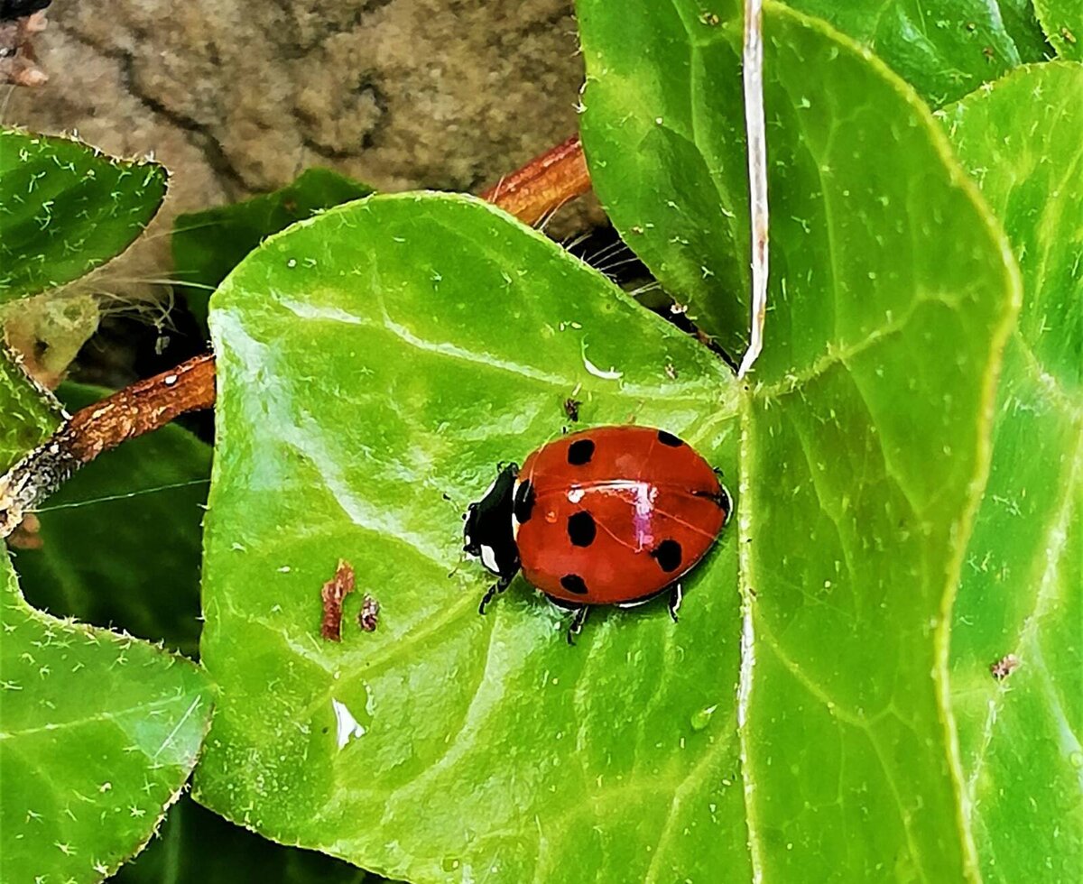 Ein Marienkäfer auf einem Blatt in der natürlichen Umgebung des Bauernhofs.