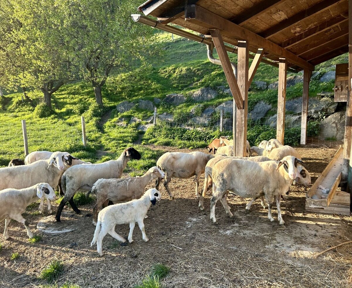 Schafe und Lämmer am Unterstand mit Futterstelle im Außenbereich des Ferienhauses.