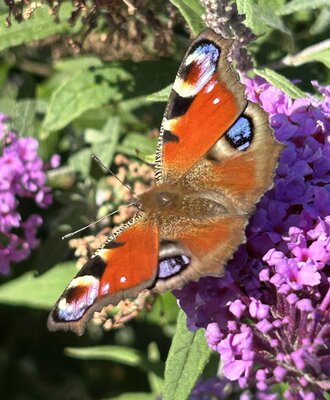 Ein Tagpfauenauge auf einer lila Blüte im Garten des Ferienhauses.