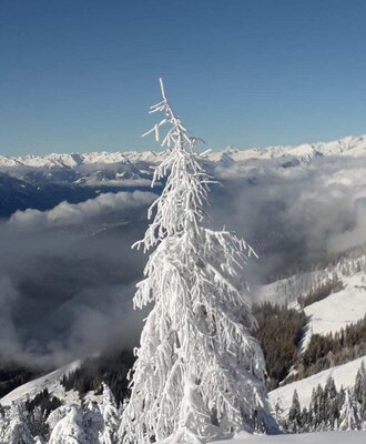 Winterlandschaft am Mirnock mit einem schneebedeckten Baum und Berggipfeln über den Wolken.