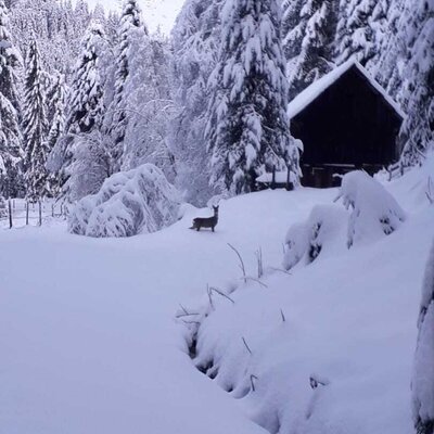 Winterlandschaft  mit verschneiten Bäumen, einer Holzhütte und einem Reh im Schnee.
