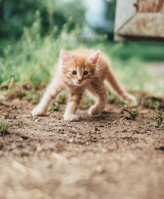 Kleine Katze