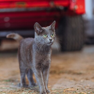 Katze