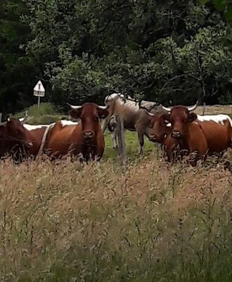 unsere Ladys