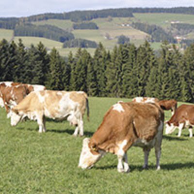 unsere Kühe auf der Weide