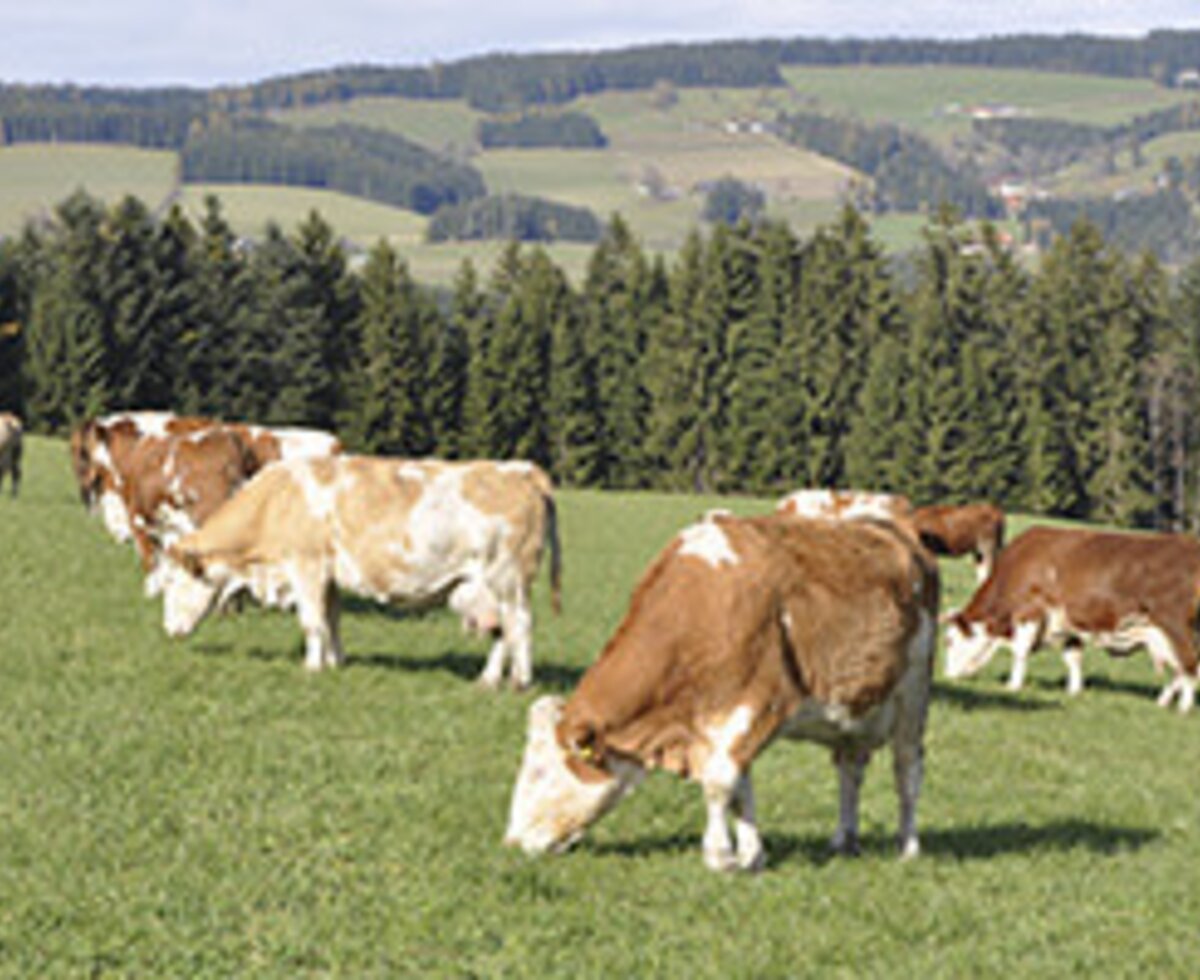 unsere Kühe auf der Weide