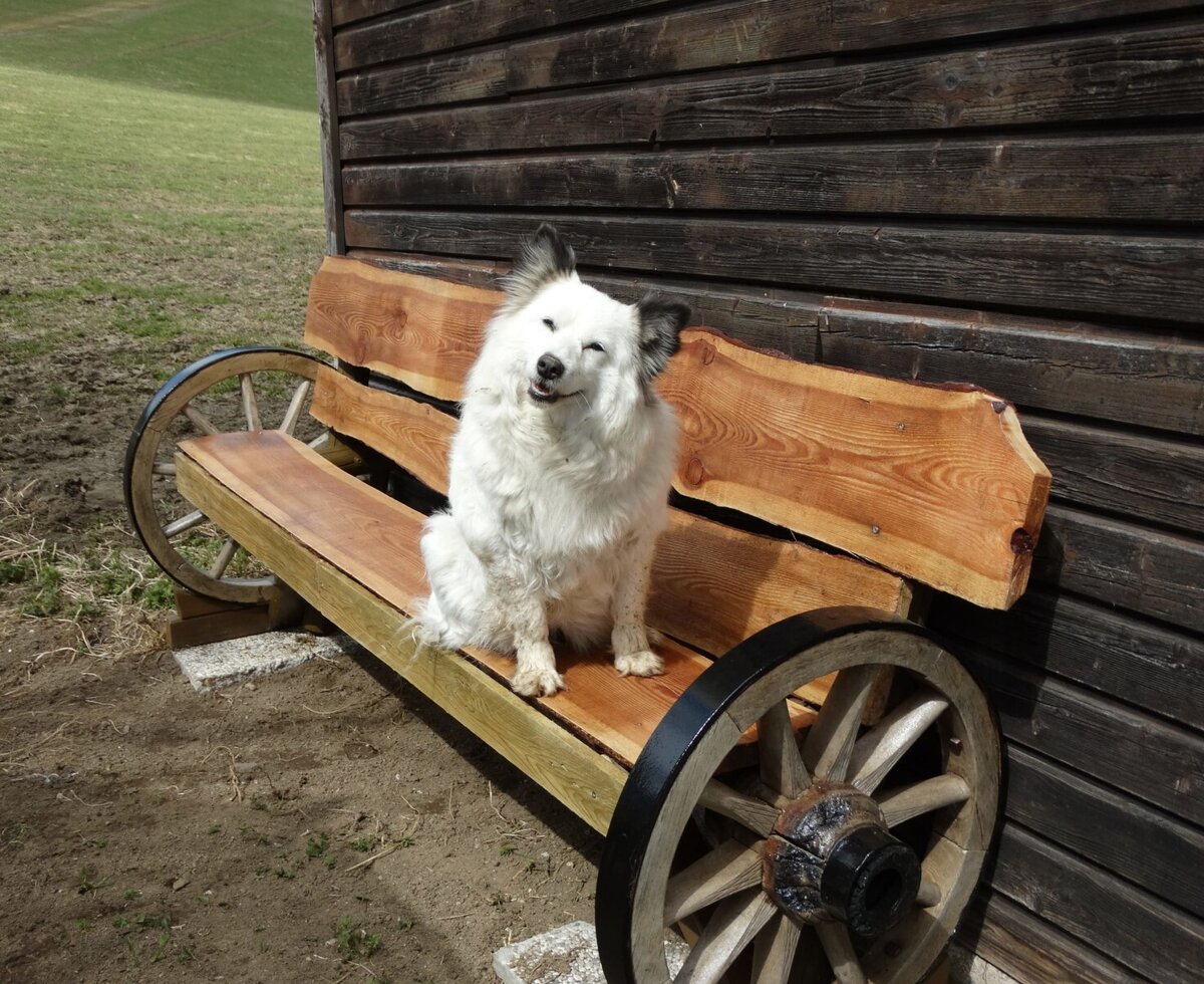 Spielhund Lilli