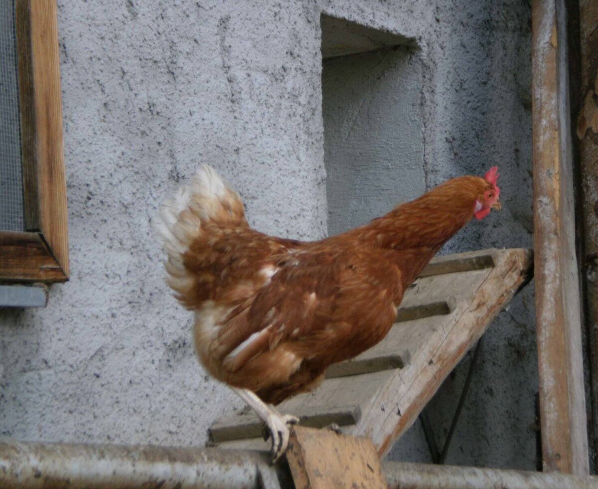 "Ich gehe mal kurz in den Stall, um ein Ei zu legen . . ."
