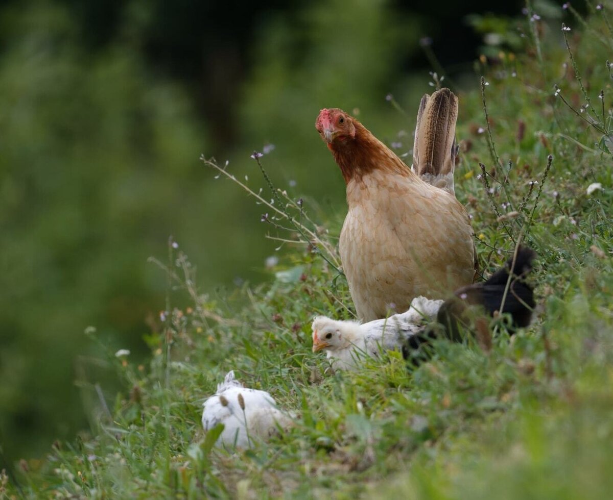 Eine Henne mit Küken auf einer grünen Wiese am Bauernhof.