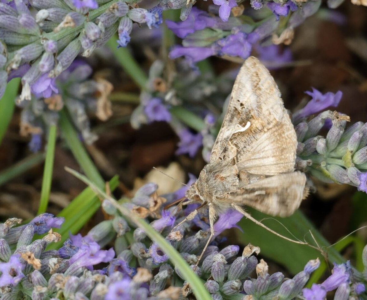 Ein Schmetterling sitzt auf den Lavendelblüten des Bauernhofs.