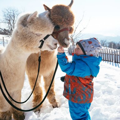 Lucky und Sammy (c) Daniel Gollner - UAB