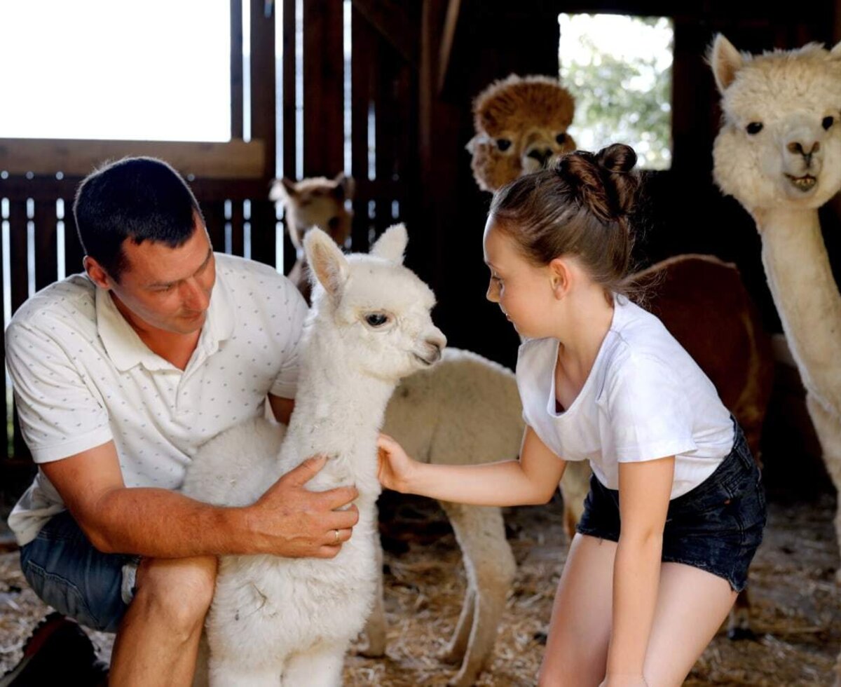 Kinder und Erwachsene können auf dem Bauernhof Alpakas streicheln.